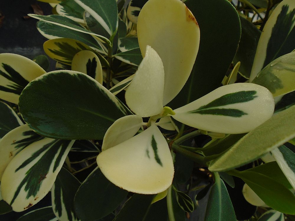 clusia-guttifera-variegated-small-leaf-clusia