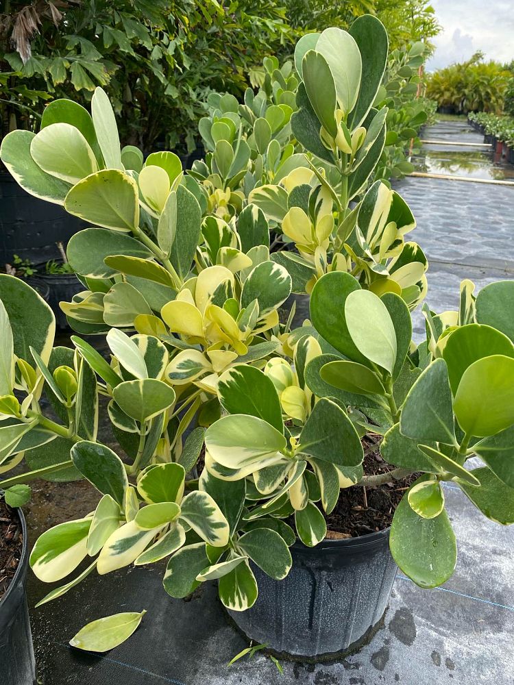 clusia-guttifera-variegated-small-leaf-clusia