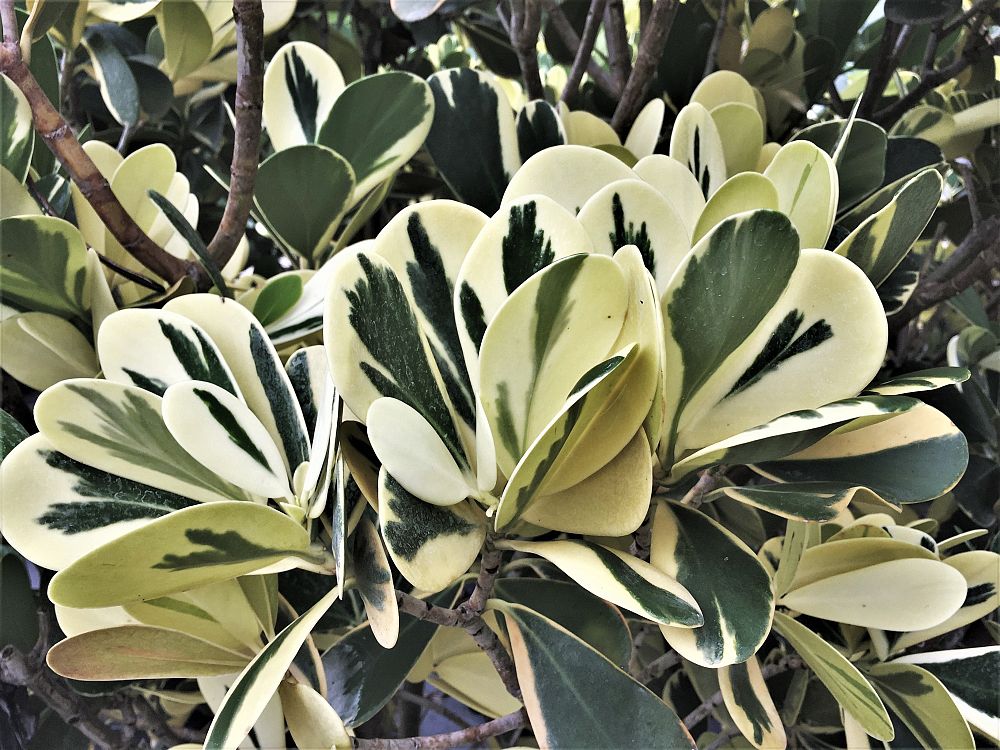 clusia-guttifera-variegated-small-leaf-clusia