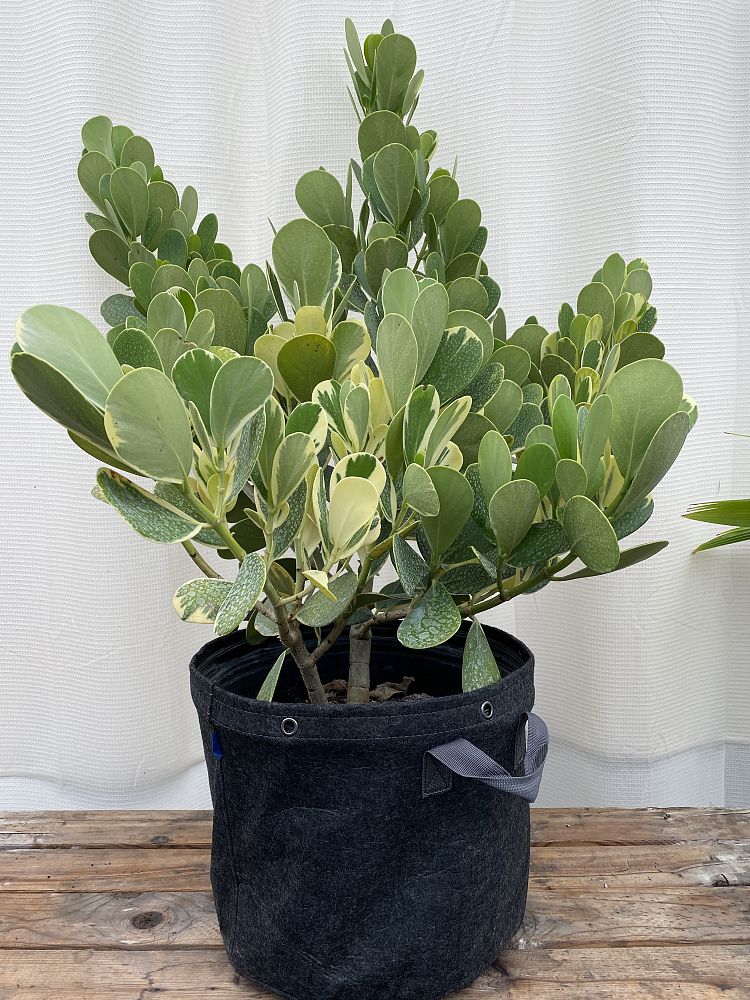 clusia-guttifera-variegated-small-leaf-clusia