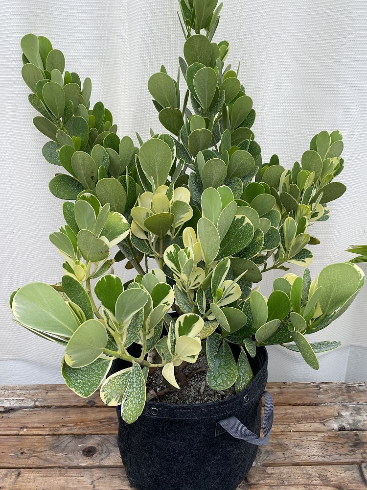 clusia-guttifera-variegated-small-leaf-clusia