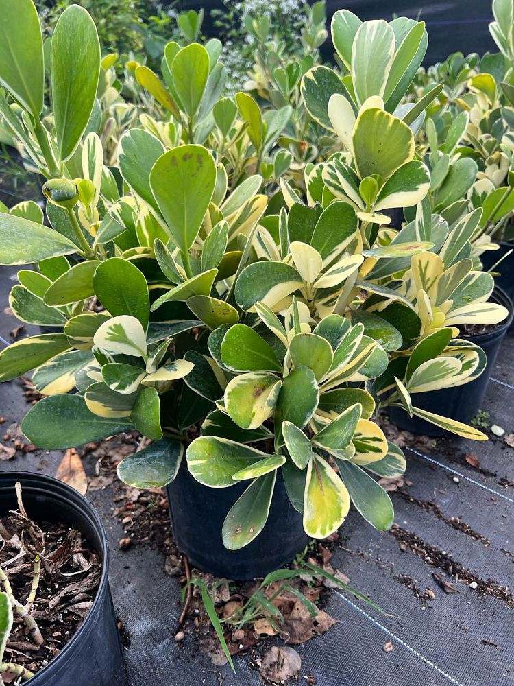 clusia-guttifera-variegated-small-leaf-clusia