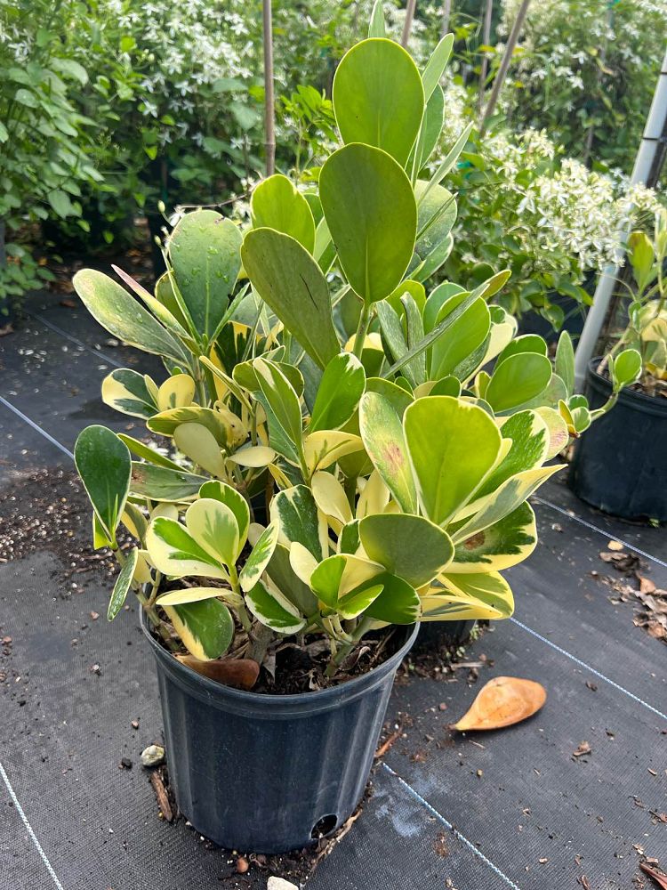 clusia-guttifera-variegated-small-leaf-clusia