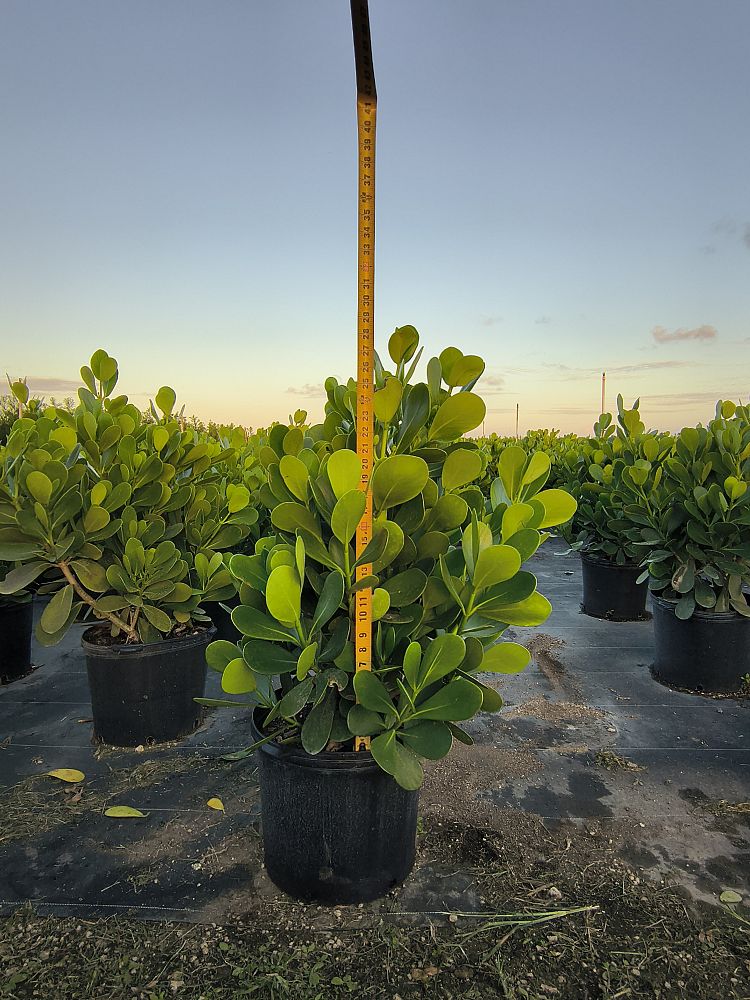 clusia-guttifera-variegated-small-leaf-clusia