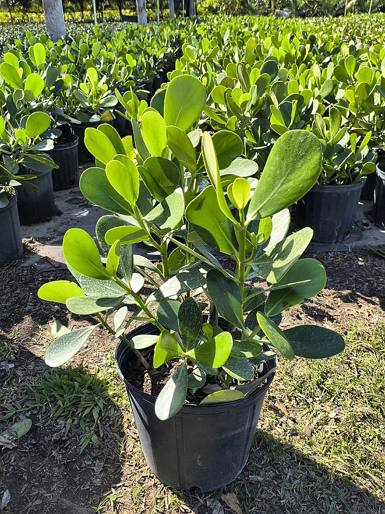 clusia-guttifera-variegated-small-leaf-clusia