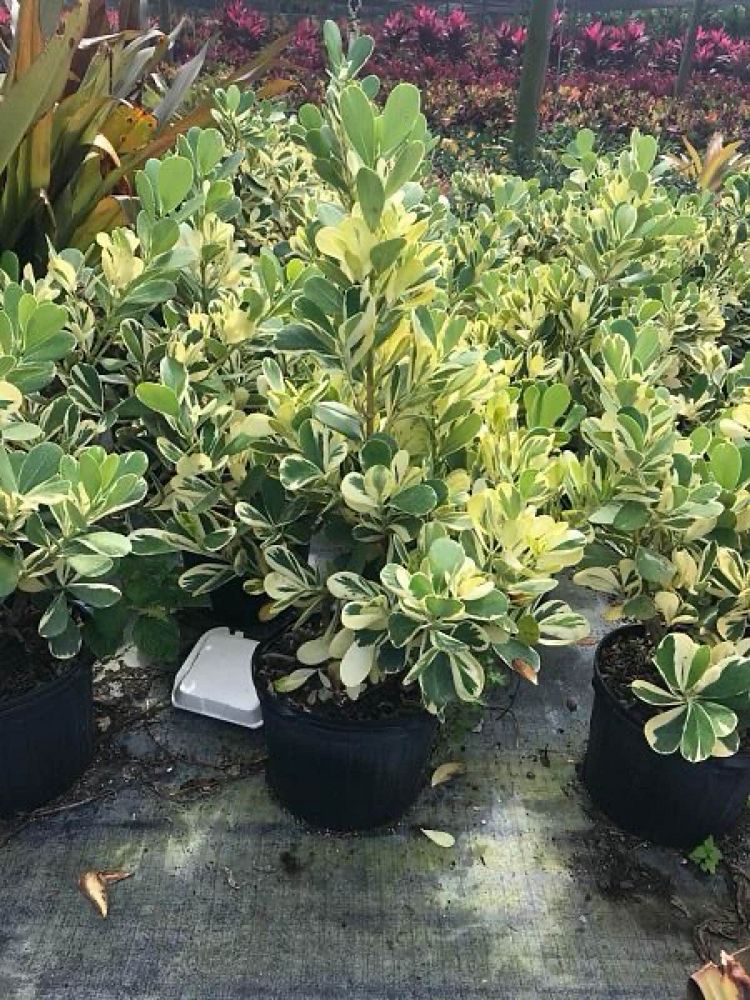 clusia-guttifera-variegated-small-leaf-clusia