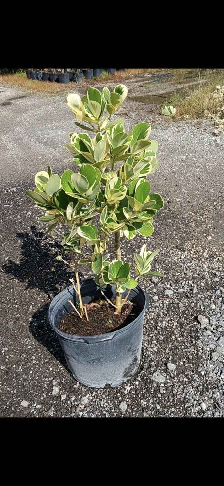 clusia-guttifera-variegated-small-leaf-clusia