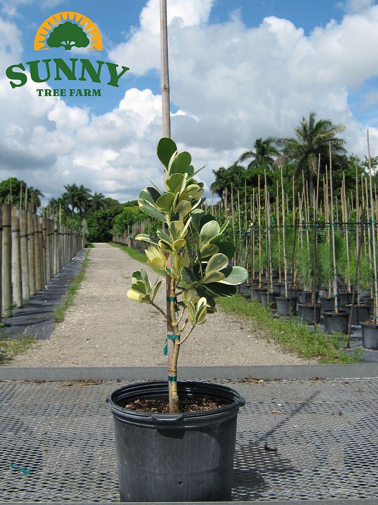 clusia-guttifera-variegated-small-leaf-clusia
