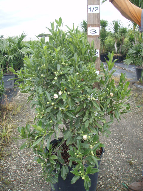 clusia-lanceolata-cerra-cipapau-apple