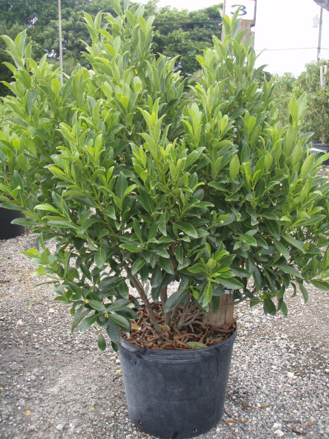 clusia-lanceolata-cerra-cipapau-apple
