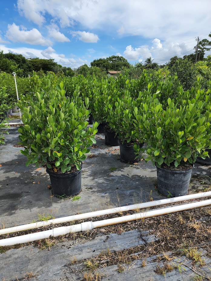 clusia-lanceolata-cerra-cipapau-apple