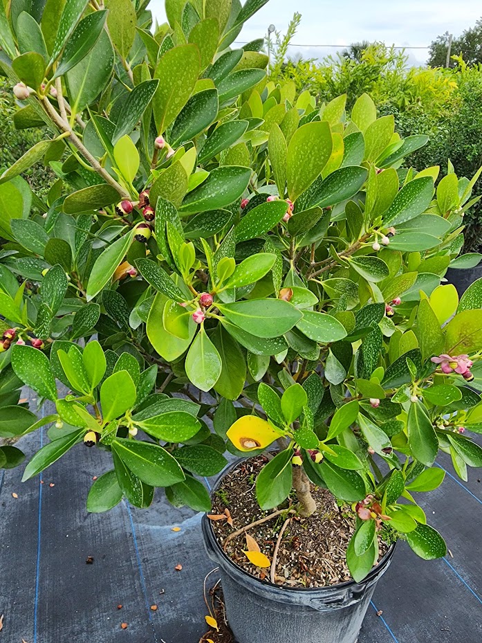 clusia-lanceolata-cerra-cipapau-apple