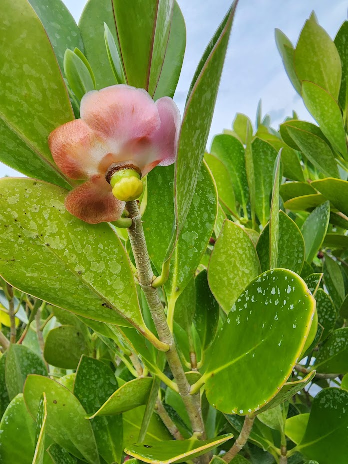 clusia-lanceolata-cerra-cipapau-apple
