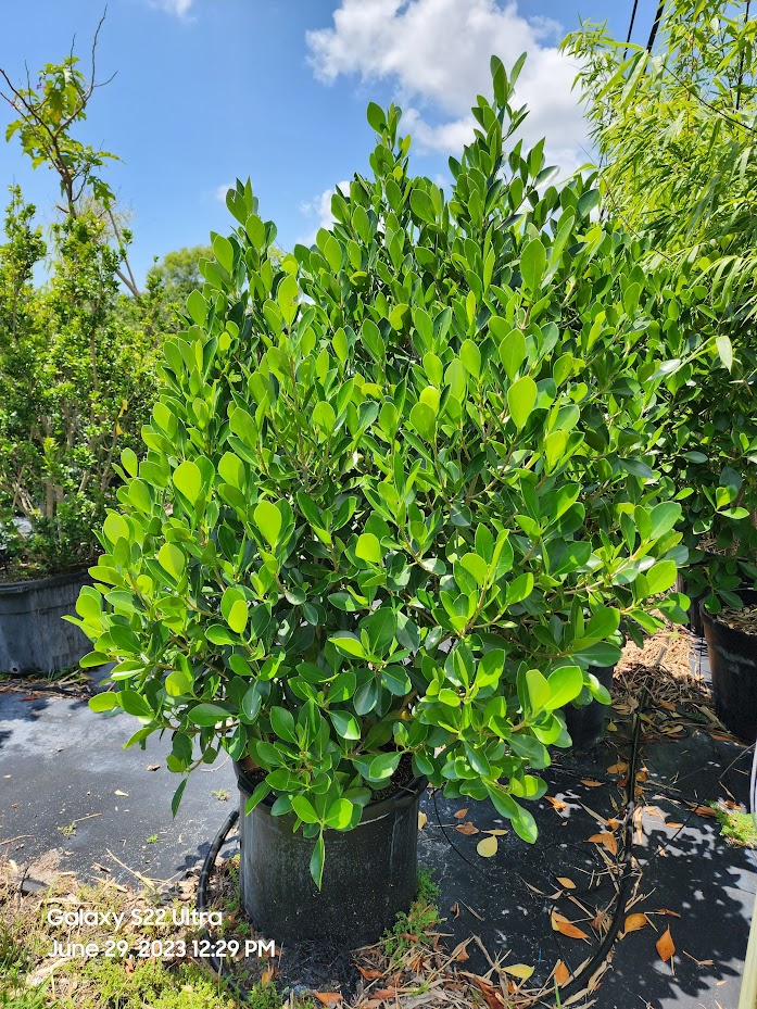 clusia-lanceolata-cerra-cipapau-apple