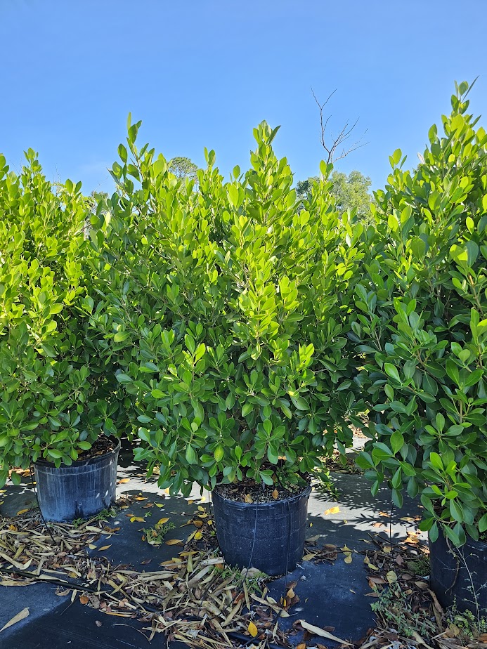 clusia-lanceolata-cerra-cipapau-apple