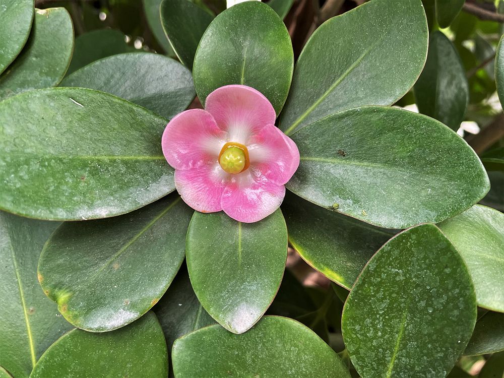 clusia-minor-cupey-de-monte