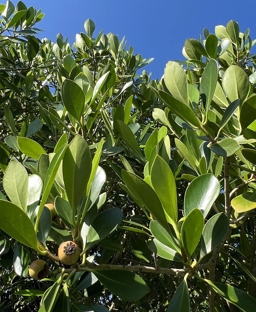 clusia-minor-cupey-de-monte