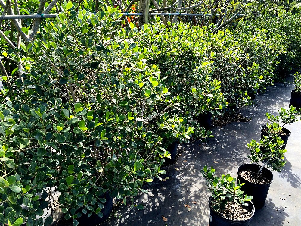 clusia-rosea-nana-dwarf-pitch-apple-autograph-tree