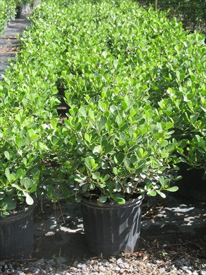 clusia-rosea-nana-dwarf-pitch-apple-autograph-tree