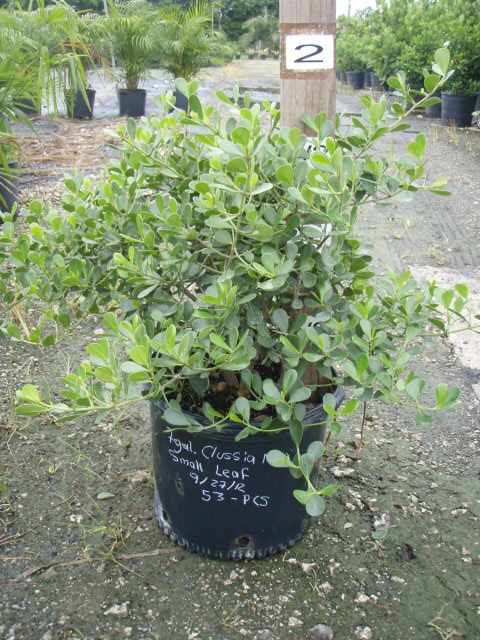 clusia-rosea-nana-dwarf-pitch-apple-autograph-tree