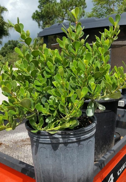 clusia-rosea-nana-dwarf-pitch-apple-autograph-tree