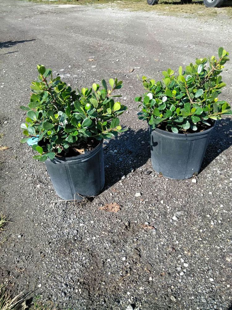 clusia-rosea-nana-dwarf-pitch-apple-autograph-tree