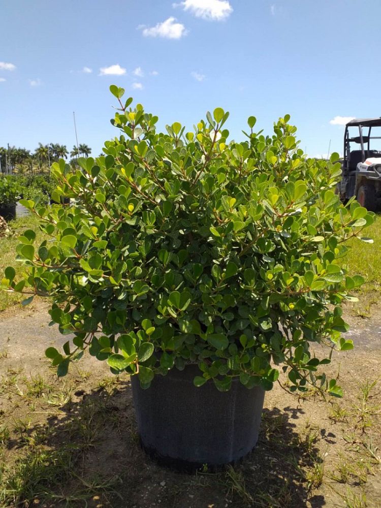 clusia-rosea-nana-dwarf-pitch-apple-autograph-tree