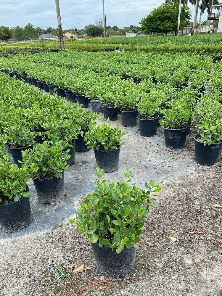 clusia-rosea-nana-dwarf-pitch-apple-autograph-tree