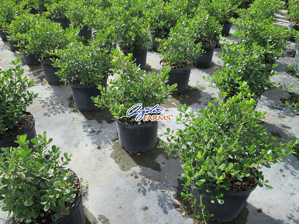 clusia-rosea-nana-dwarf-pitch-apple-autograph-tree