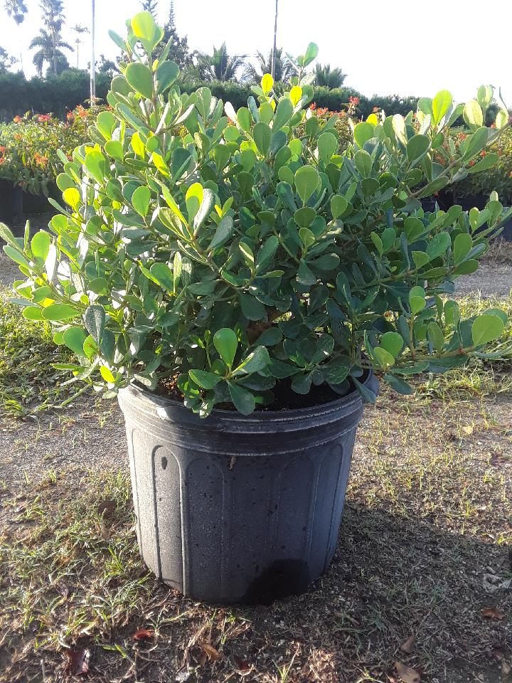 clusia-rosea-nana-dwarf-pitch-apple-autograph-tree