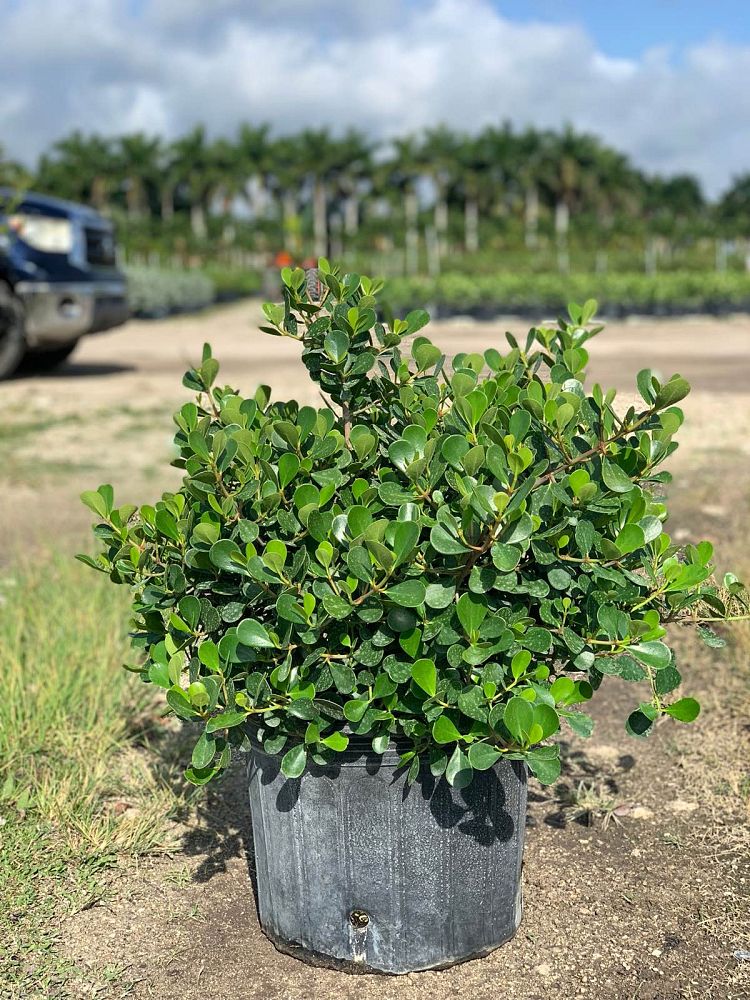 clusia-rosea-nana-dwarf-pitch-apple-autograph-tree