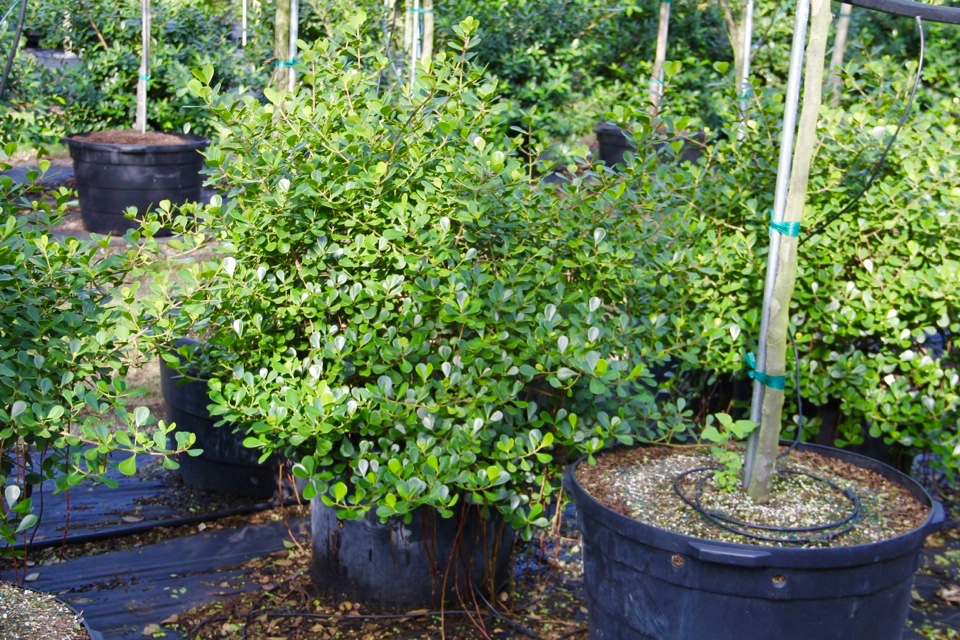 clusia-rosea-nana-dwarf-pitch-apple-autograph-tree