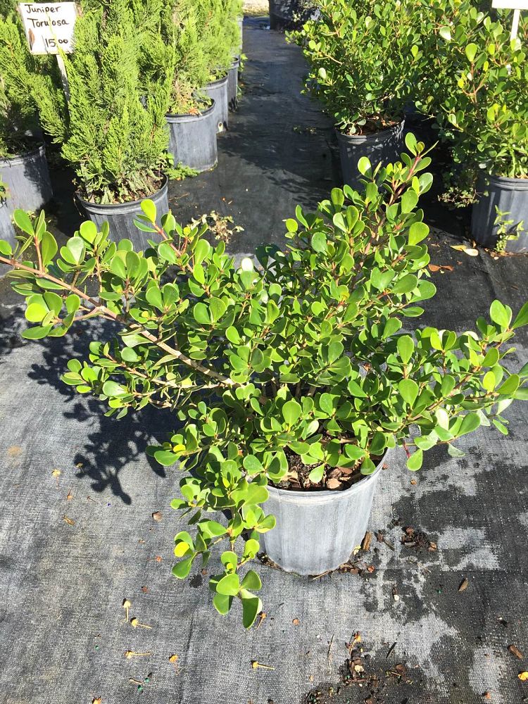 clusia-rosea-nana-dwarf-pitch-apple-autograph-tree