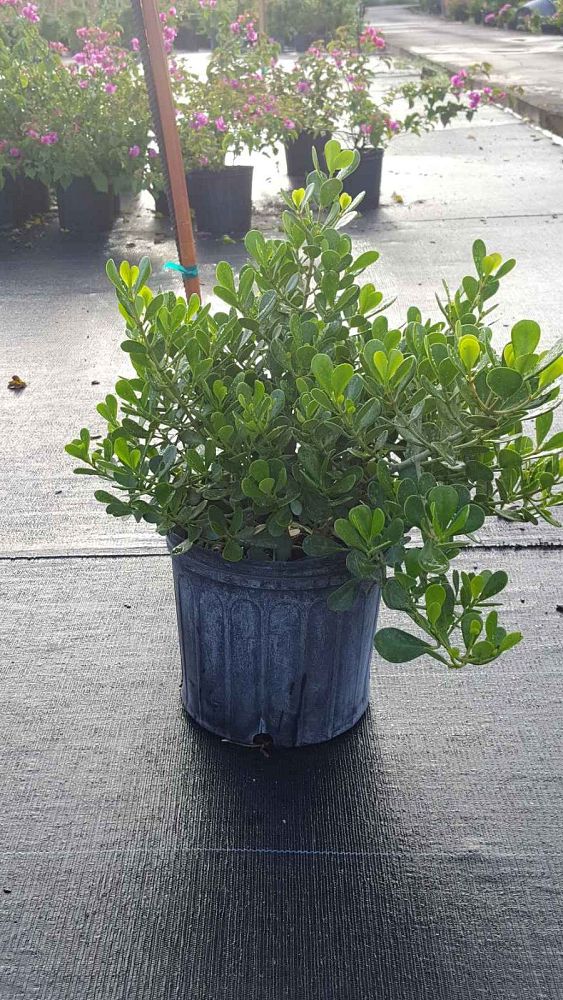 clusia-rosea-nana-dwarf-pitch-apple-autograph-tree