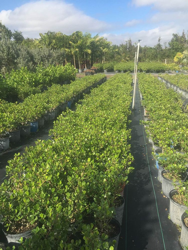 clusia-rosea-nana-dwarf-pitch-apple-autograph-tree