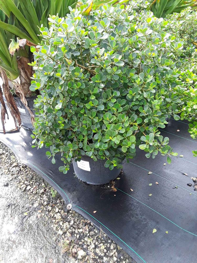 clusia-rosea-nana-dwarf-pitch-apple-autograph-tree