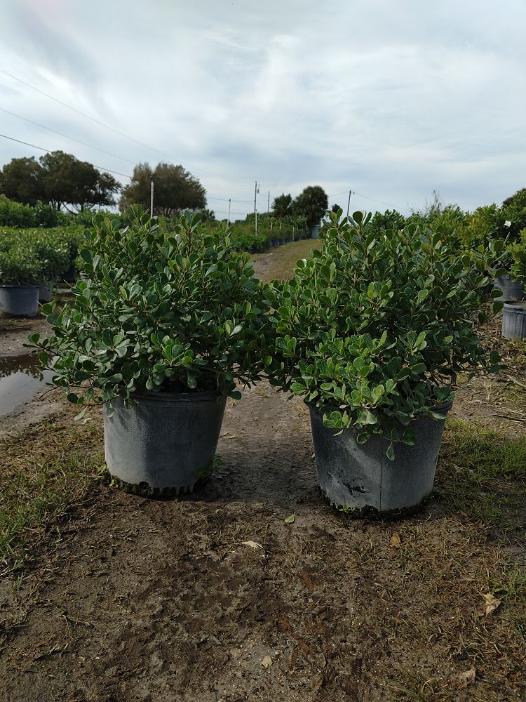 clusia-rosea-nana-dwarf-pitch-apple-autograph-tree