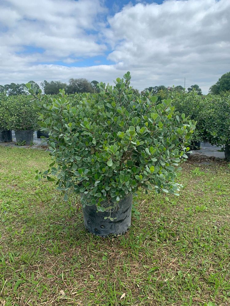 clusia-rosea-nana-dwarf-pitch-apple-autograph-tree