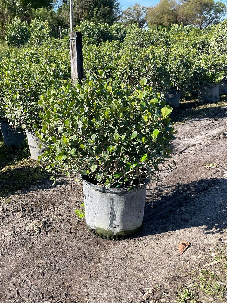 clusia-rosea-nana-dwarf-pitch-apple-autograph-tree