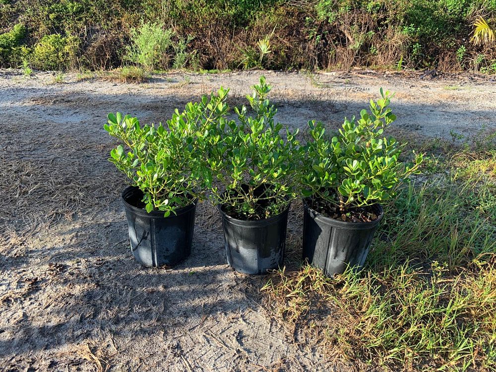 clusia-rosea-nana-dwarf-pitch-apple-autograph-tree