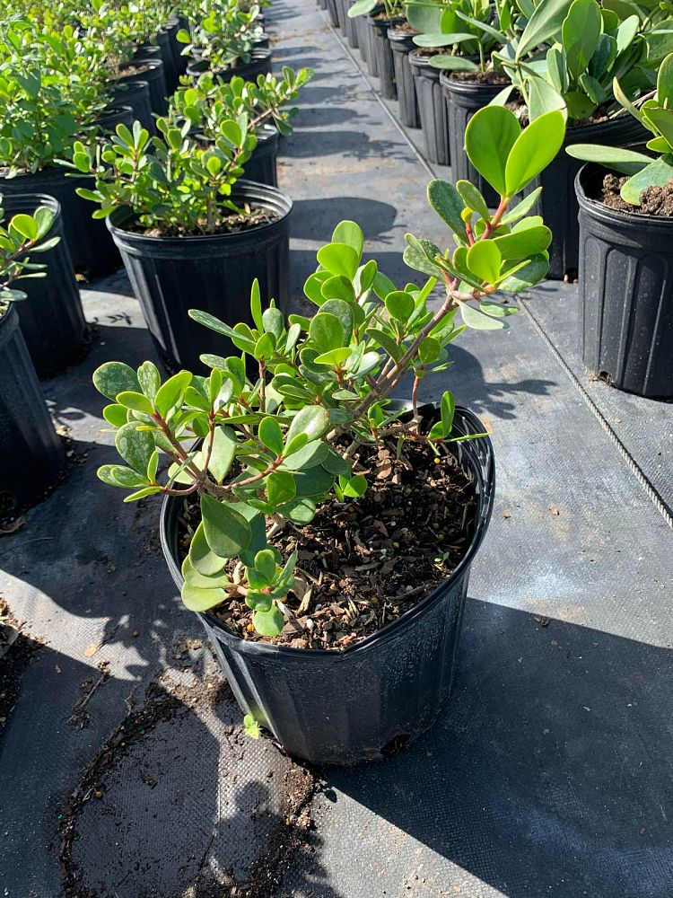 clusia-rosea-nana-dwarf-pitch-apple-autograph-tree