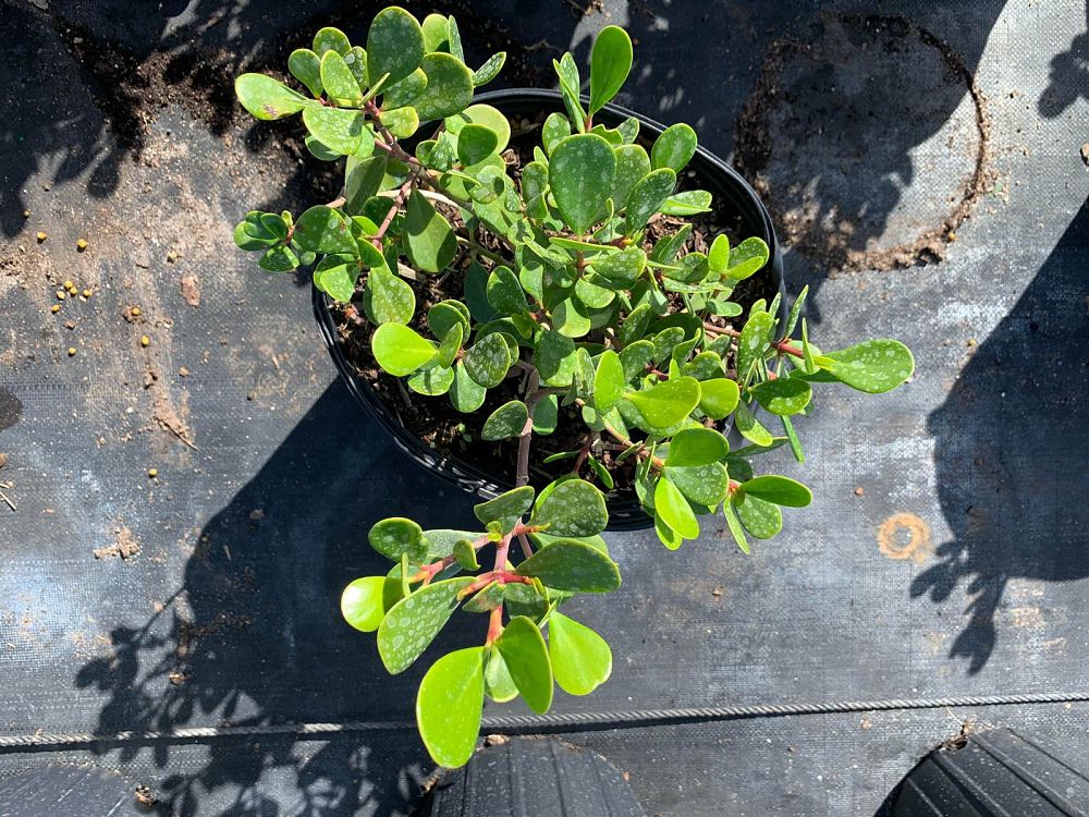 clusia-rosea-nana-dwarf-pitch-apple-autograph-tree