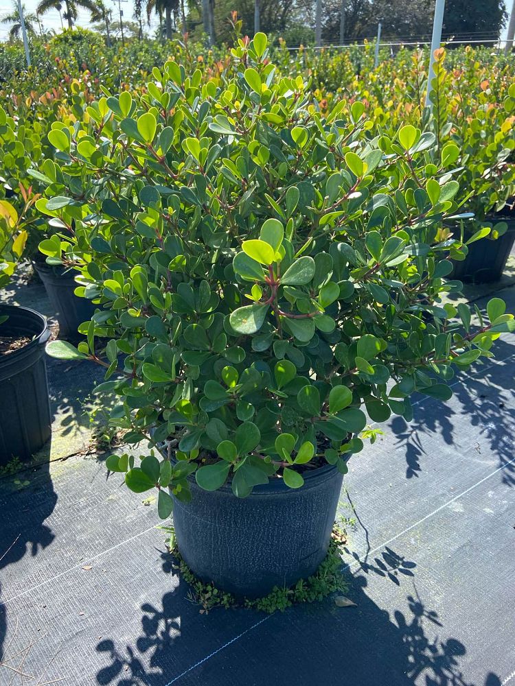 clusia-rosea-nana-dwarf-pitch-apple-autograph-tree