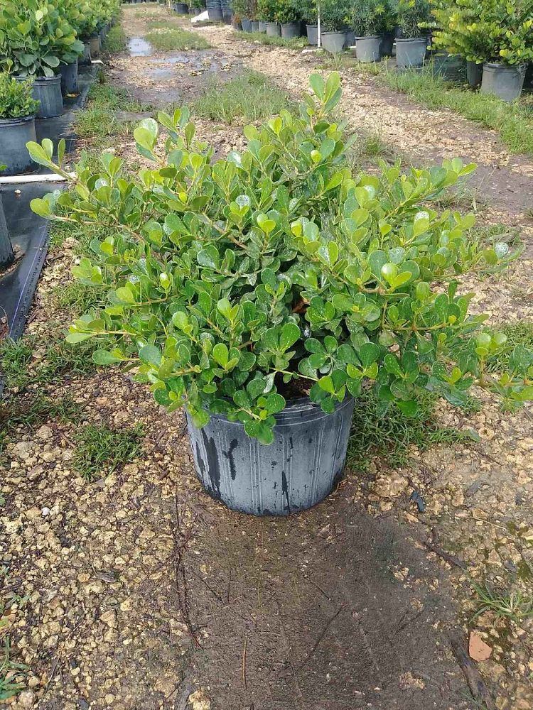 clusia-rosea-nana-dwarf-pitch-apple-autograph-tree
