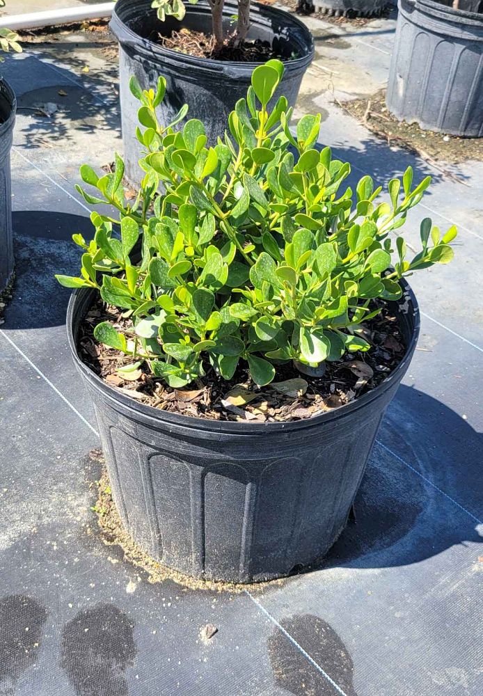 clusia-rosea-nana-dwarf-pitch-apple-autograph-tree