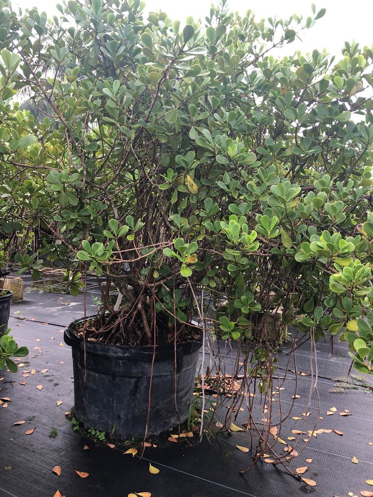 clusia-rosea-nana-dwarf-pitch-apple-autograph-tree