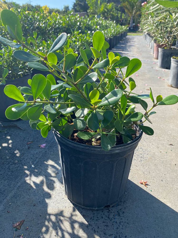 clusia-rosea-nana-dwarf-pitch-apple-autograph-tree