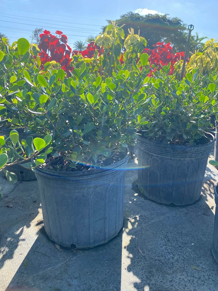 clusia-rosea-nana-dwarf-pitch-apple-autograph-tree