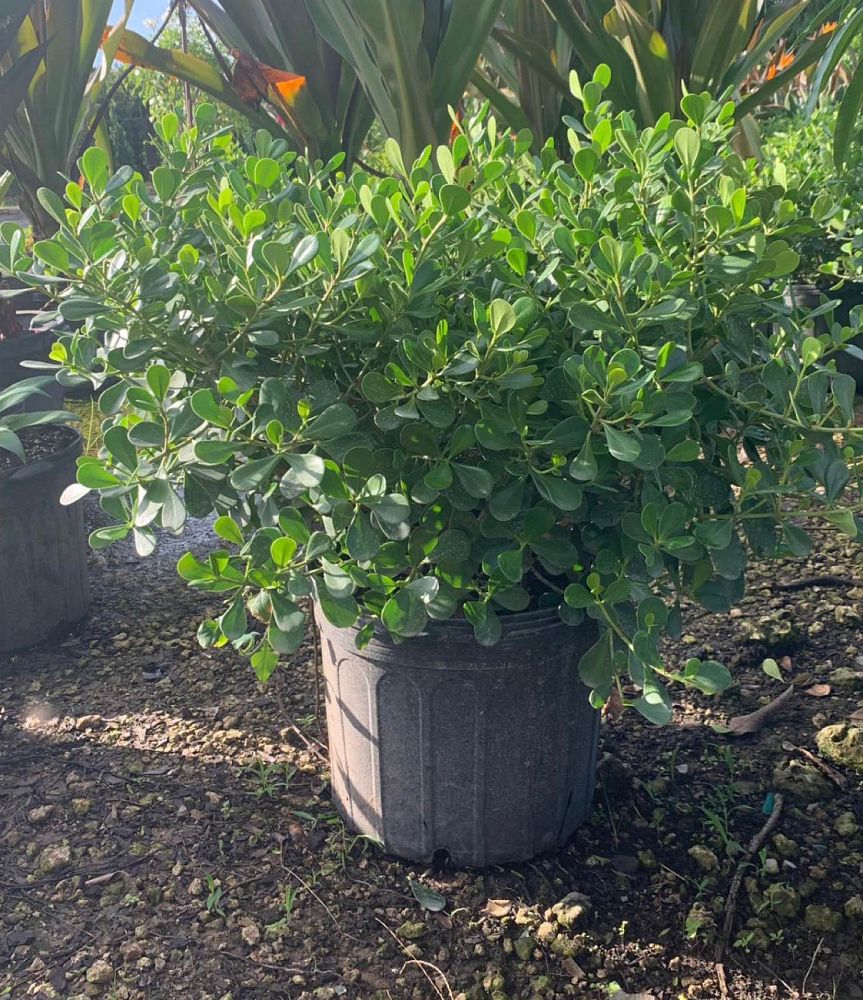 clusia-rosea-nana-dwarf-pitch-apple-autograph-tree
