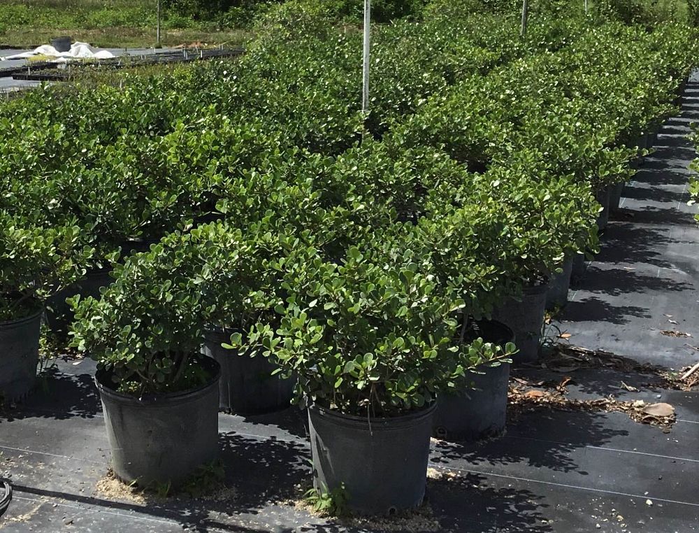 clusia-rosea-nana-dwarf-pitch-apple-autograph-tree
